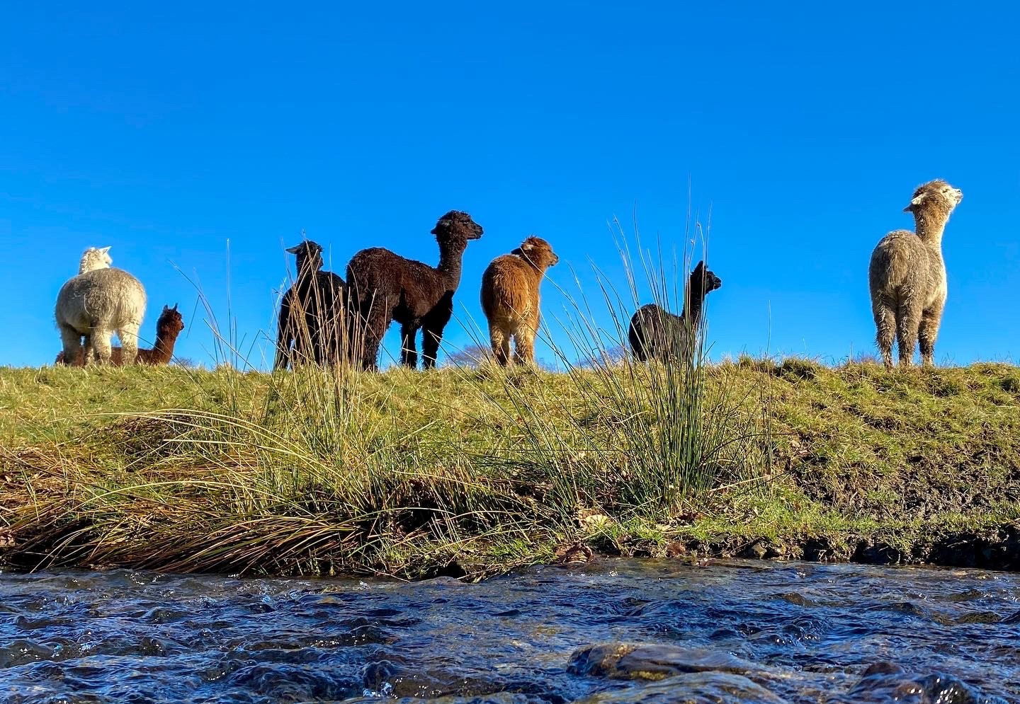 Alpacaly Ever After