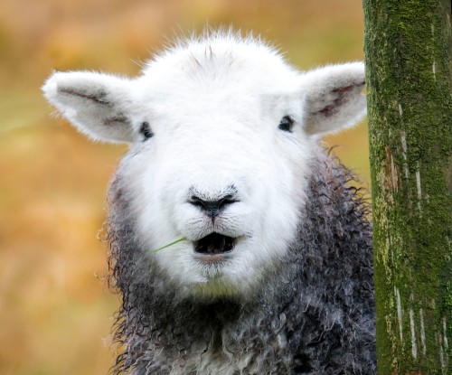 Herdwick Sheep are a native breed of sheep found on the fells of the Lake District.